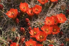 Cactus 2