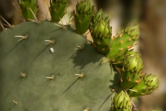 Cactus 3