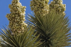 Joshua Tree Blooms