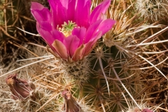 Cactus Flower