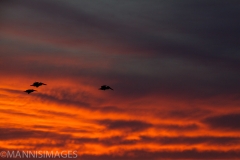 Pelicans at Sunset
