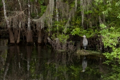 Heron in Cypress Swamp