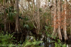 Cypress Swamp