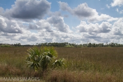 Everglades 1