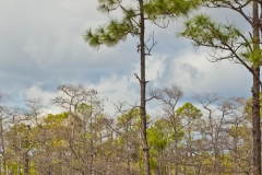 Everglades 2