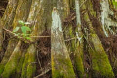 Cypress Swamp 2