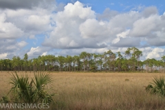 Everglades 4