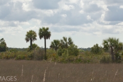 Everglades 5