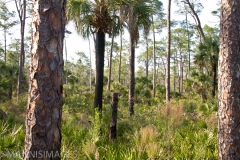 Everglades 6