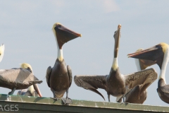Pelicans on Dock 1