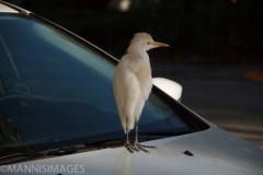 Car Egret