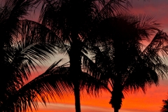 Palm Trees Sunset 1