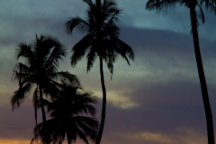 Palm Trees Sunset 2