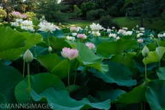 Sacred Lotus 10