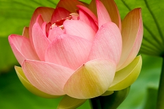 Sacred Lotus 11