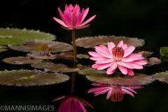 Water Lily 1