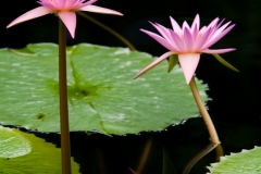 Water Lily 2