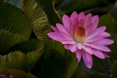 Water Lily 3