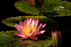Water Lily 4