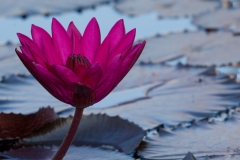 Water Lily 5