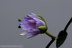 Water Lily 6