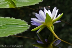 Water Lily 7