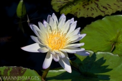 Water Lily 8