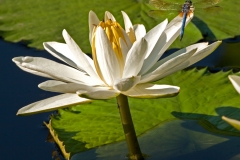 Water Lily 9
