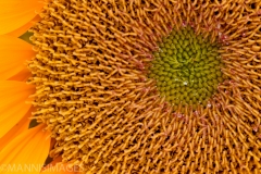 Sunflower 1