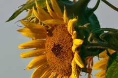 Sunflower 2