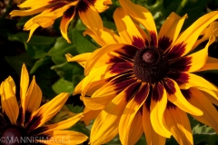 Black-eyed Susan