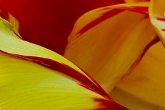 Tulip 2
