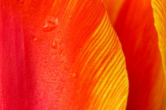 Tulip 3
