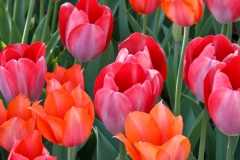 Tulip 4