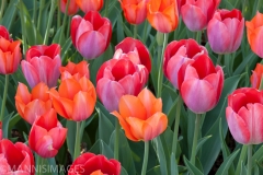 Tulip 5