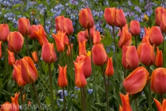 Tulip 6