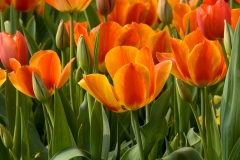 Tulip 7