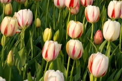 Tulip 8