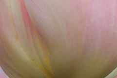 Tulip 9