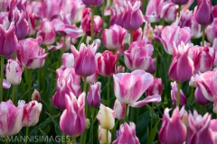 Tulip 10