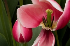 Tulip 11