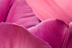Tulip 12