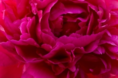 Peony 1