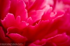 Peony 2