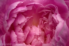 Peony 3