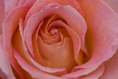 Pink Rose 1