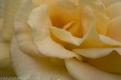 White Rose