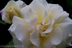 White Rose 2