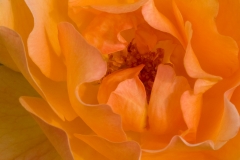 Orange Rose