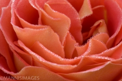 Rose With Dew